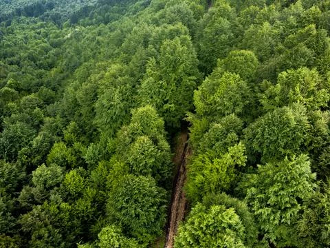 Green forest in spring Stock Photos