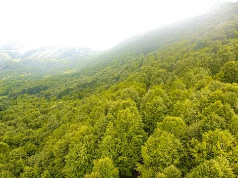 Green forest in spring Stock Photos