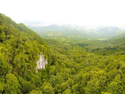Green forest in spring Stock Photos