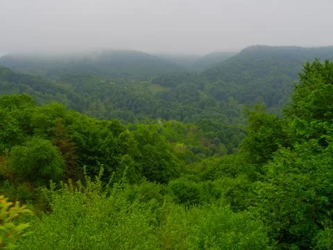 The green forest in spring Stock Photos