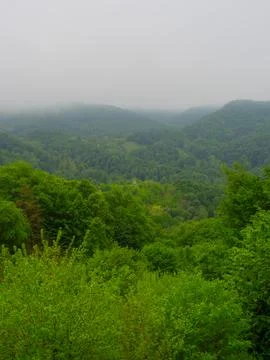 The green forest in spring 库存照片