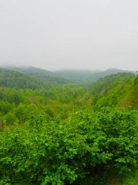 The green forest in spring Stock Photos
