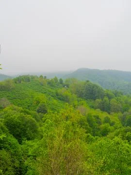 The green forest in spring Stock Photos