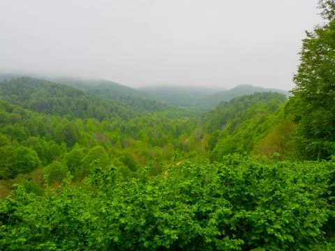 The green forest in spring Stock Photos