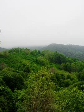 The green forest in spring Stock Photos