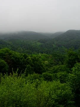 The green forest in spring Stock Photos
