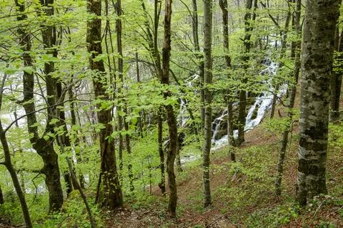 Green forest in spring at Plitvice Lakes National Park, in Croatia 스톡 사진