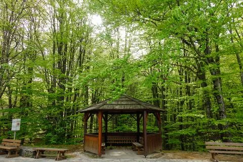 Green forest in spring at Plitvice Lakes National Park, in Croatia 스톡 사진