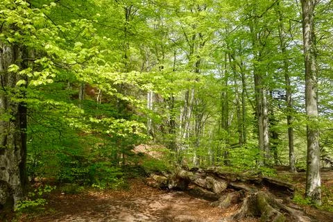 Green forest in spring at Plitvice Lakes National Park, in Croatia Stock Photos