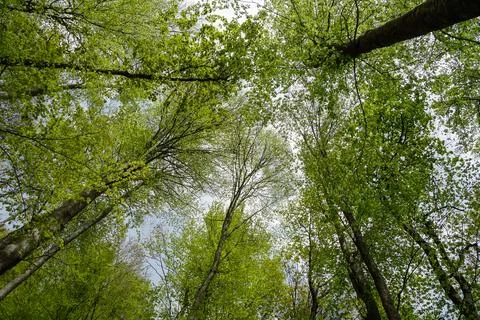 Green forest in spring at Plitvice Lakes National Park, in Croatia Stock Photos