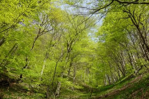 Green forest in spring at Plitvice Lakes National Park, in Croatia 스톡 사진