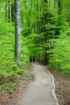 Green forest in spring at Plitvice Lakes National Park, in Croatia Stock Photos