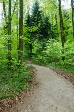Green forest in spring at Plitvice Lakes National Park, in Croatia Stock Photos