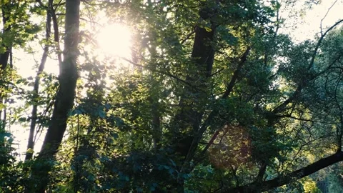 Green forest in spring time Stock Footage 136525550