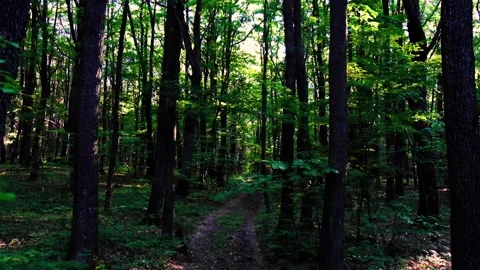 Green forest in spring time Stock Footage 137860162