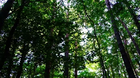 Green forest in spring time Stock Footage 137861358