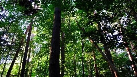 Green forest in spring time Stock Footage 137861486