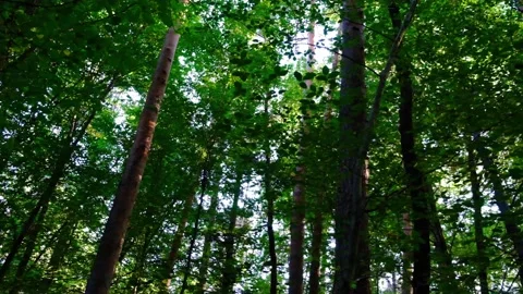 Green forest in spring time Stock Footage 137861497
