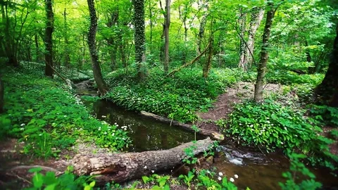 Green forest in spring time Stock Footage 138303600