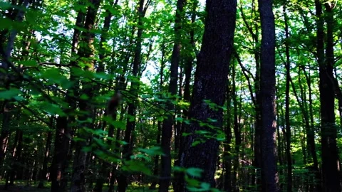 Green forest in spring time Video stock 138304621