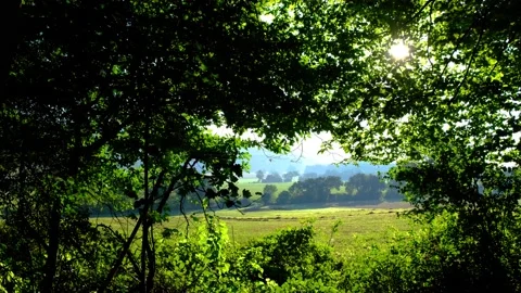 Green forest in spring time Stock Footage 138304643