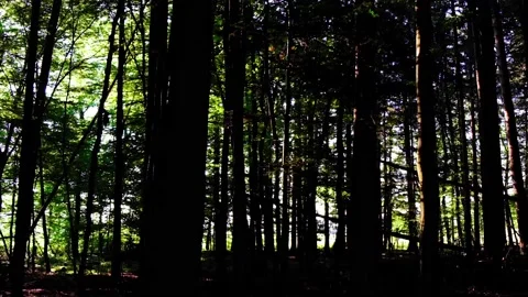 Green forest in spring time Stock Footage 138455435