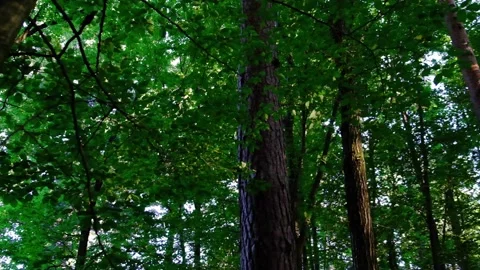 Green forest in spring time Stock Footage 138455690