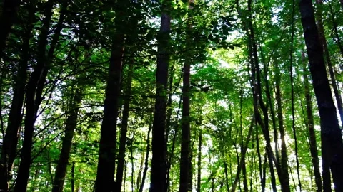 Green forest in spring time Stock Footage 138455726