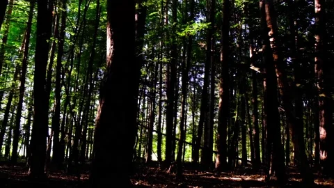 Green forest in spring time Stock Footage 138455800