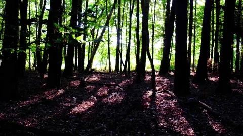 Green forest in spring time Stock Footage 138455829