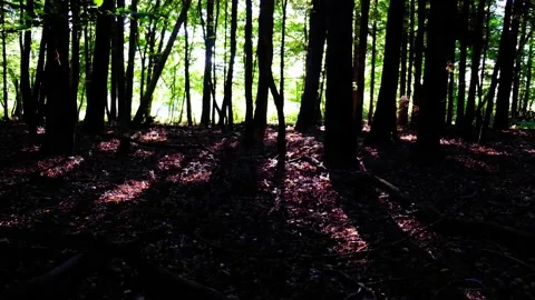Green forest in spring time Stock Footage 138455950