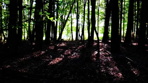 Green forest in spring time Stock Footage 138456085