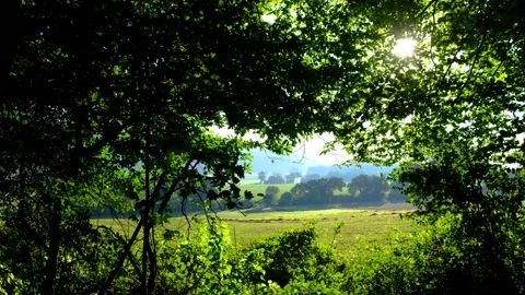 Green forest in spring time Stock Footage 138456427