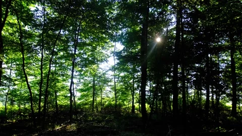 Green forest in spring time Stock-Footage 138456484