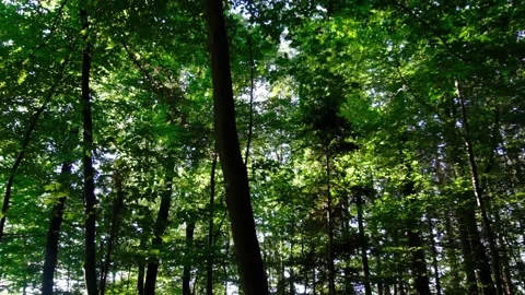 Green forest in spring time Stock Footage 138456495