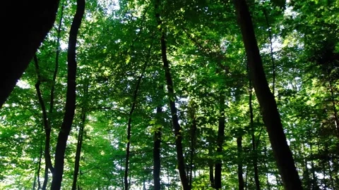 Green forest in spring time Stock Footage 138456564