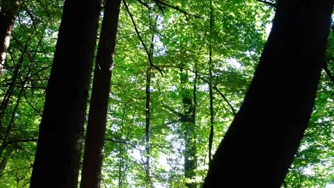 Green forest in spring time Video stock 138456714