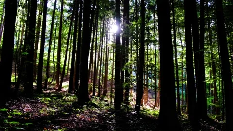 Green forest in spring time Stock Footage 138703035