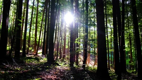 Green forest in spring time Video stock 138703045