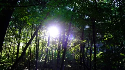 Green forest in spring time Stock Footage 138703050