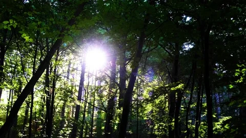Green forest in spring time Stock Footage 138703056
