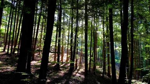 Green forest in spring time Video stock 138703057