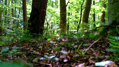 Green forest in spring time Stock Footage 139055128