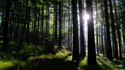 Green forest in spring time Stock Footage 139396960