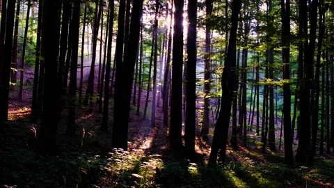 Green forest in spring time Stock Footage 139396977