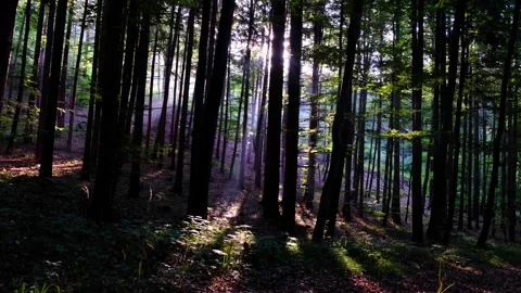 Green forest in spring time Stock Footage 139397000