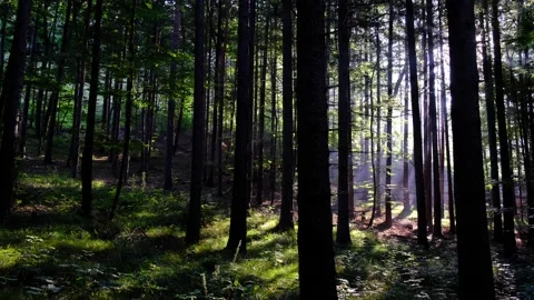 Green forest in spring time Stock Footage 139397022