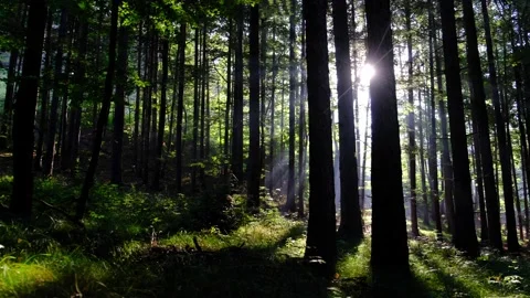 Green forest in spring time Stock Footage 139397035