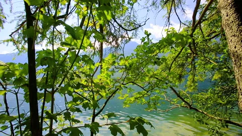 Green forest in spring time Video stock 144822140