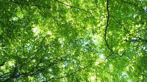 Green forest in spring time Stock Footage 149612382